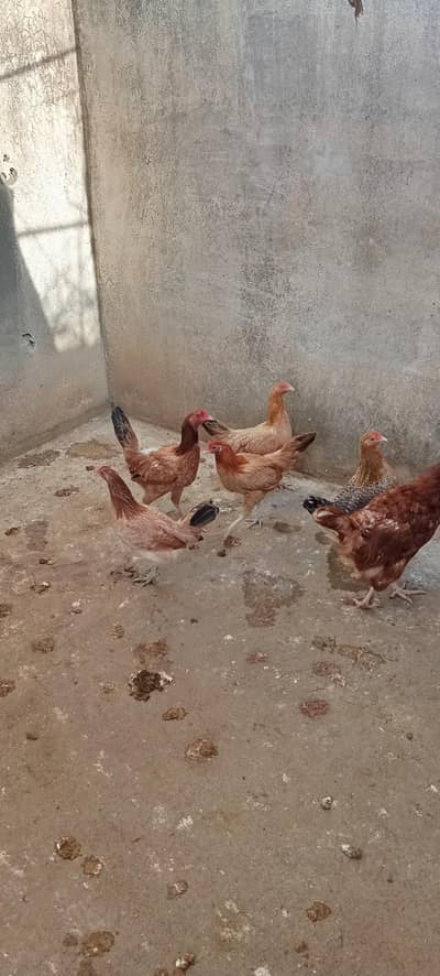 Desi Murghyan For sale