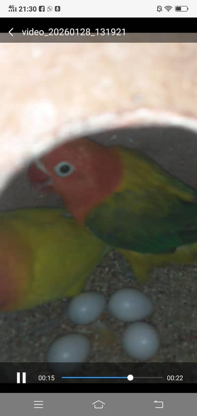 finches, Lovebirds,bhjes avaliable