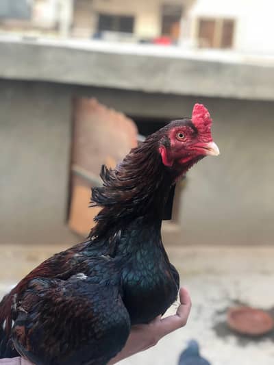 mianwali Aseel BreeD available