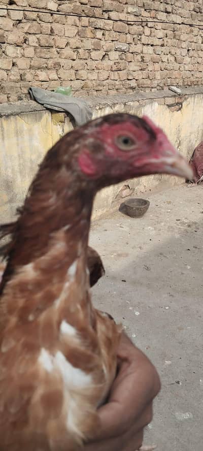 aseel lakih madi band ghnd jhor