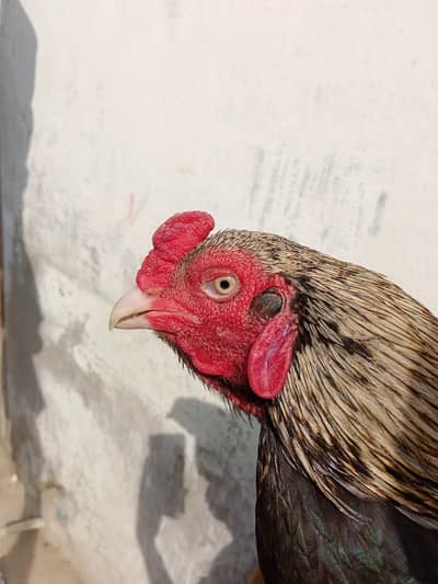 Merthi + Amroha Old blood line