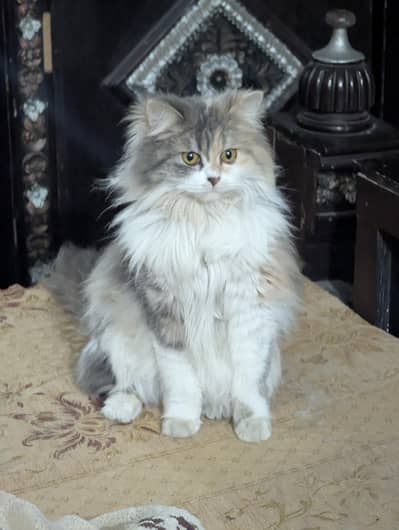 Pure Persian Cat for Sale Healthy & Beautiful