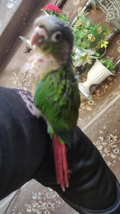 Green cheek conure looking for new shelter