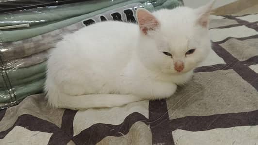 Double coated persian cat