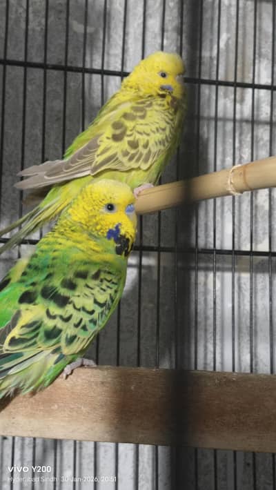 all parrot sale