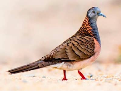 Bar-Shoulder Dove /Doves /Qumri /Kabutar /Fakhta /All kind of Doves