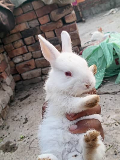 all Umar ma mojod ha