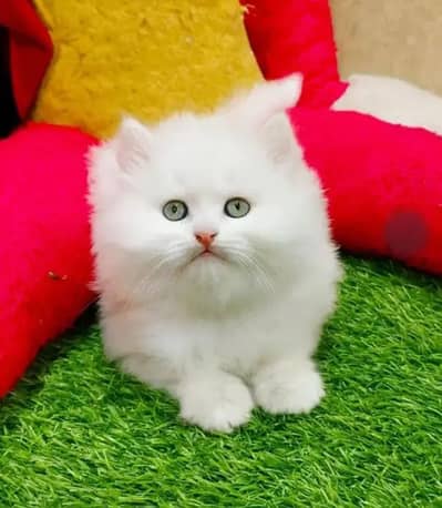 Cat for sale only WhatsApp number 03468556940