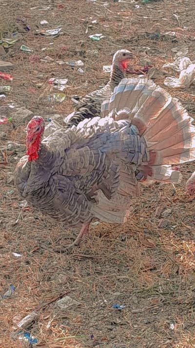 Black pied Turkey pair