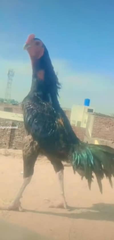 Thai Aseel Chicks & Wood Cage for Sell