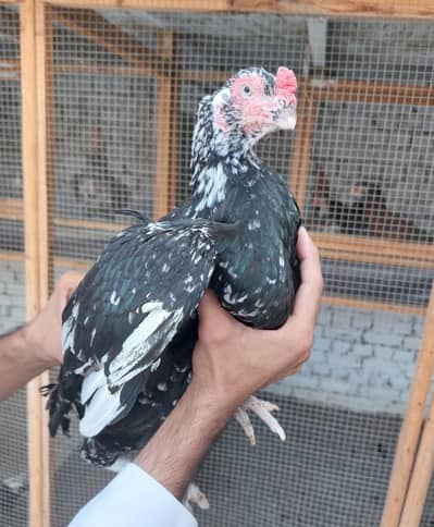 aseel oldblood lassani madi amroha structure madi