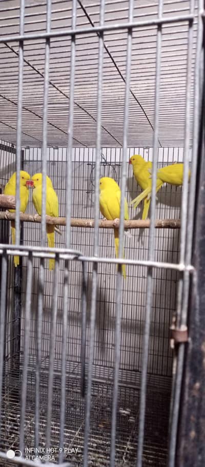 yellow ringneck &conure pair with chik