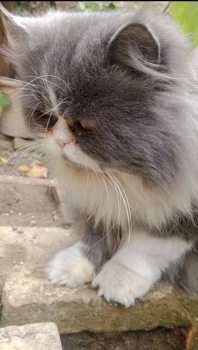 Persian Male available For only [Stud]