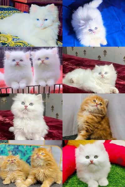 Cat for sale only WhatsApp number 03468556940