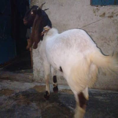 2 danth bakra ghar ka Pala howa