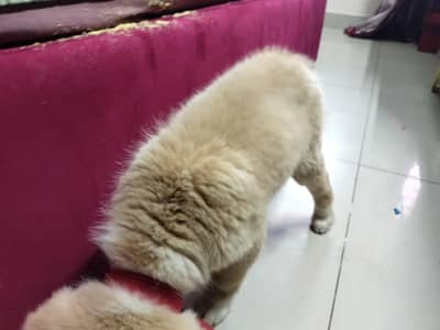 dogs for sell only serious buyer contact me