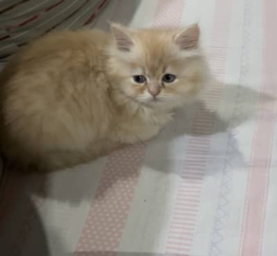 Male persian kitten for sale punch face triple coated