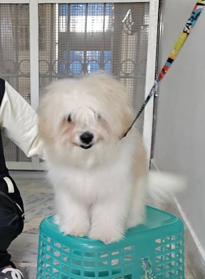 Maltese Poodle  for Sale