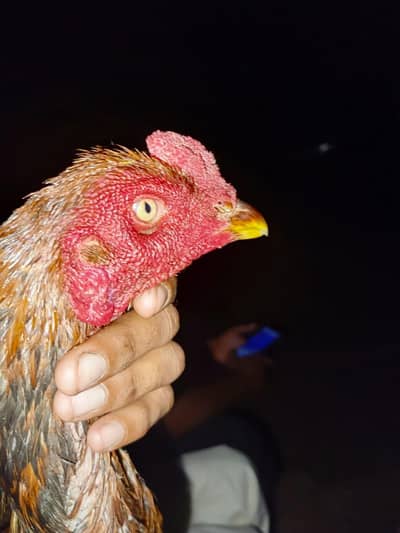 pure old blood line breeder