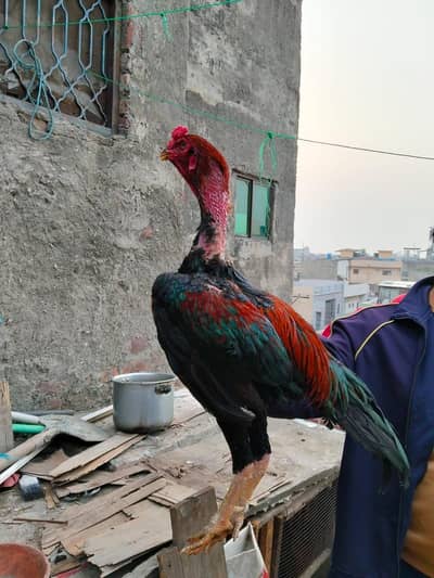 pure old blood line breeder