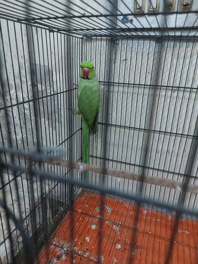 Ringneck male breeder