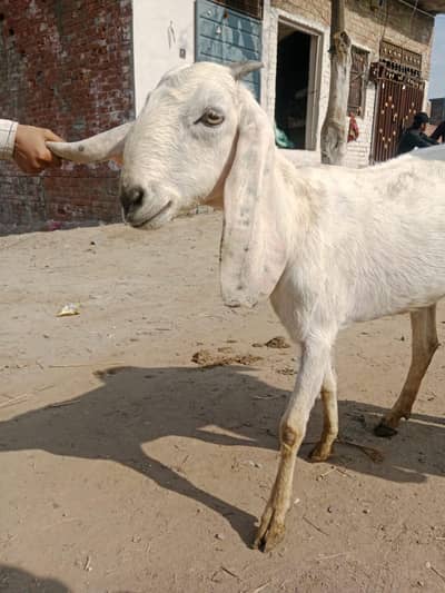 desi Bakri 2 dant