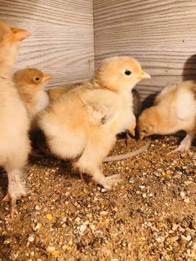 Golden Heavy Buff Chicks