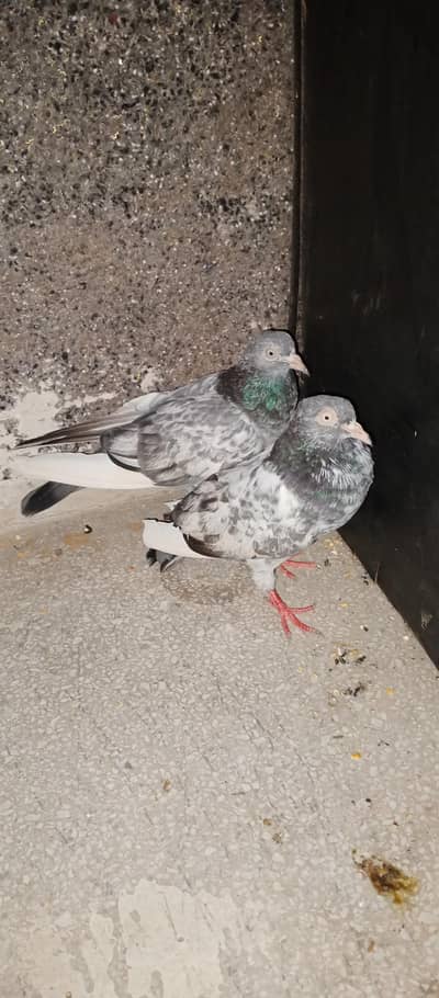 salare Teddy kabootar