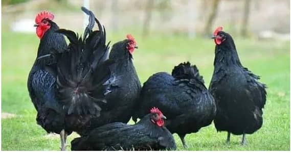 austrolop available for sale