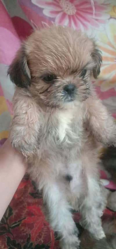 shihtzu cute puppy male