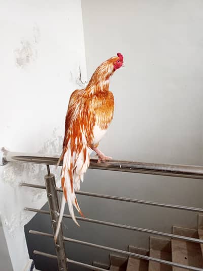 Sonatol Breeder Pair