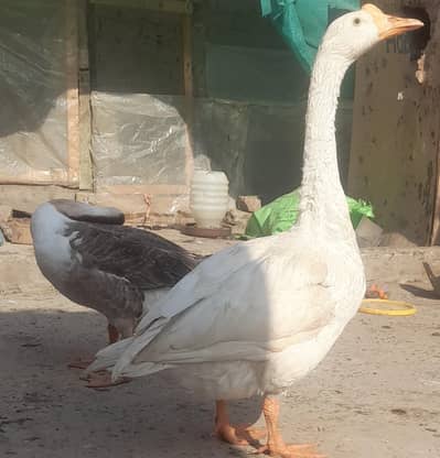 Raj Hans Chinese Goose geese long neck ducks