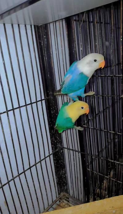 Opaline Chicks Pair