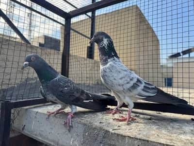 Golden high quality pair