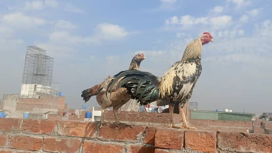 aseel trio set jawa murga and aseel females available