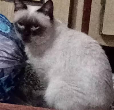 siaseme & Persian cat male for sale