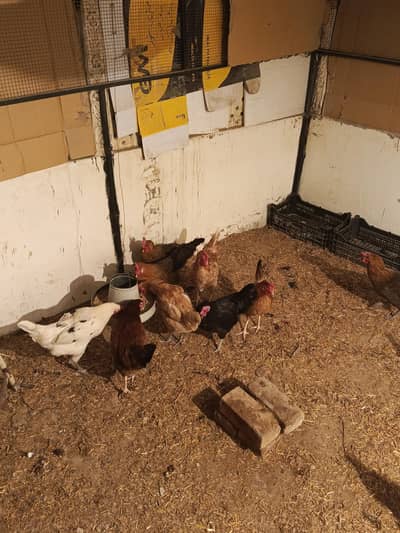 Chinese misri for sale