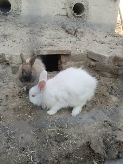 Cute Rabbits