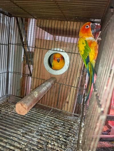 sun conure