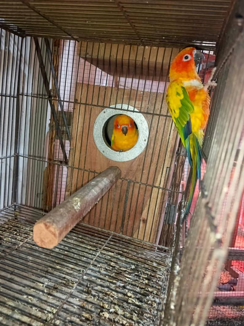 sun conure 0