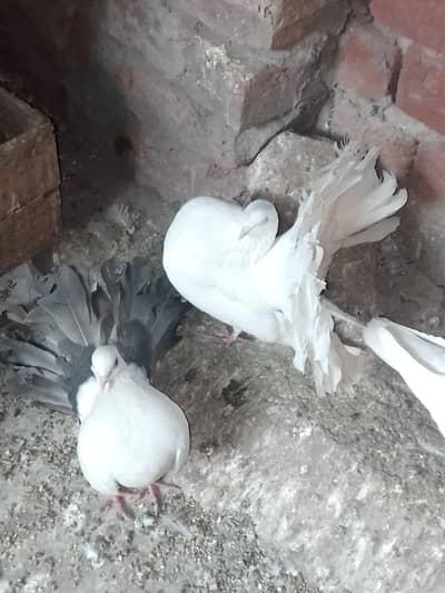 pigeons  for sale