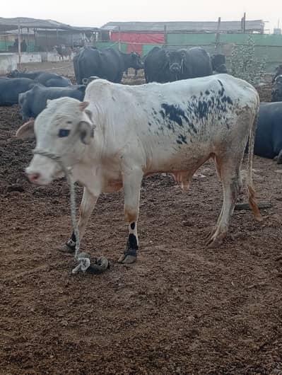 pakka khera pink nose 2026 qurbani for ready