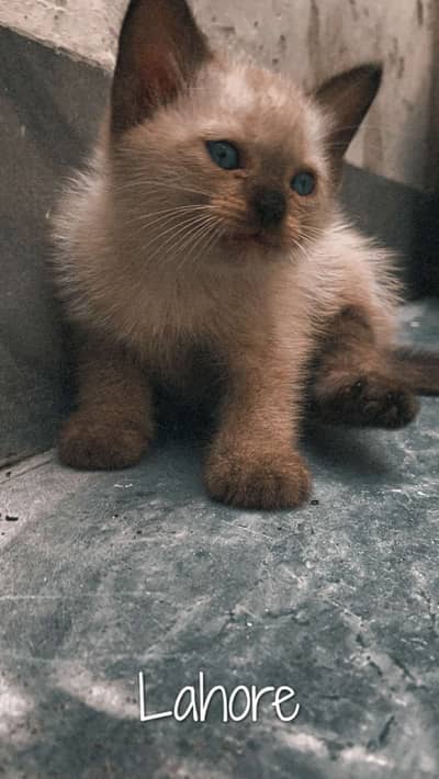 Siamese kitten