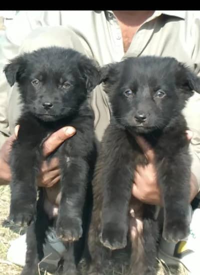 Balck German Shepherd long coat male female for sale