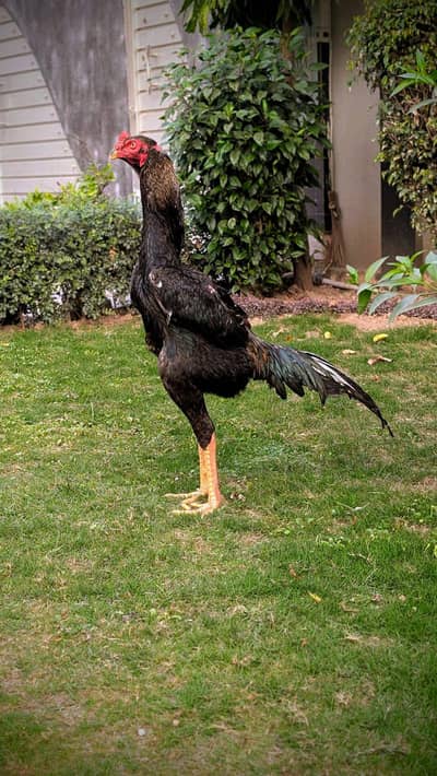 Best Quality black O Shamo