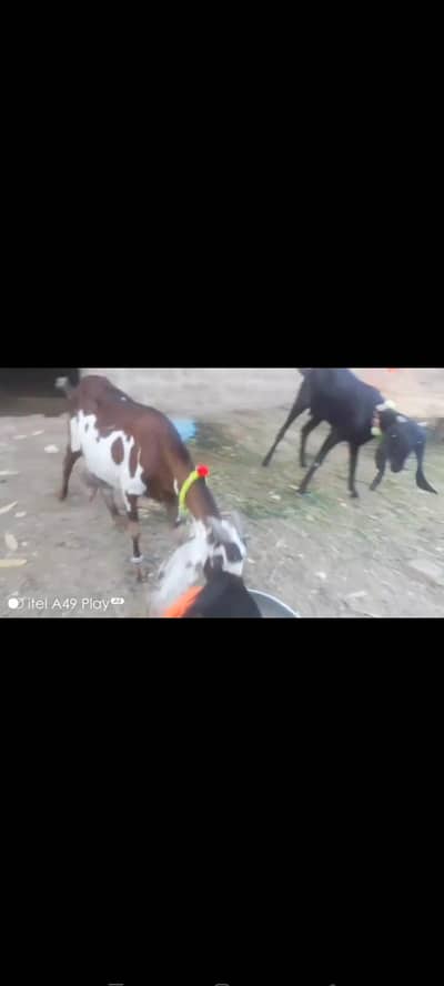 Masha Allah Beetal goat