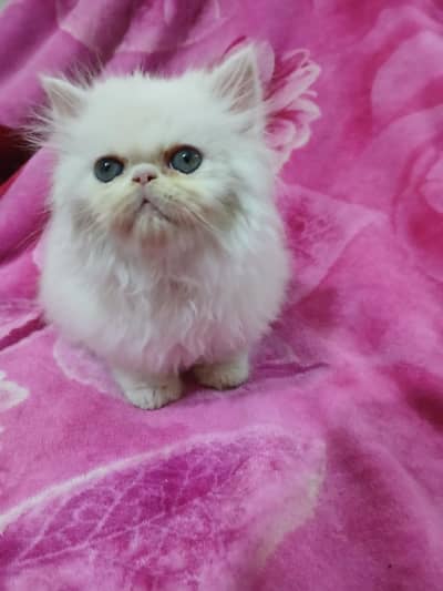 Piki face male kitten