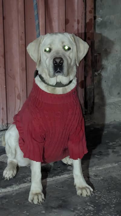 Labrador female available for new home 