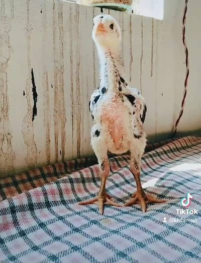 Top quality shamoo chicks available