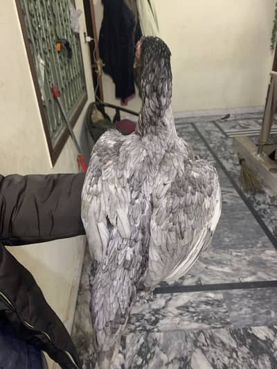 Pokoya paninis burning